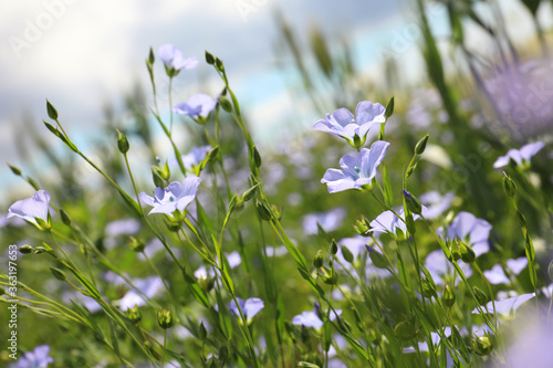 Closeup view of beautiful blooming flax field