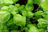 Fototapeta Storczyk - Close-up of fresh green basil in a pot. Home gardening, eco food. Top view, copy space.