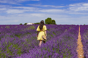 Lavender flower fields. Provence, France
Purple nature