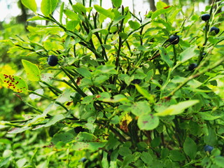 Blueberry bush (Vaccinium myrtillus). Blueberry fruit in the forest.