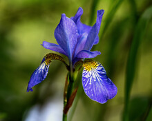 Bright Blue Iris Flower Isolated On Green Background With Delicate Bokeh From The Sunlight In The Morning. Close-up.