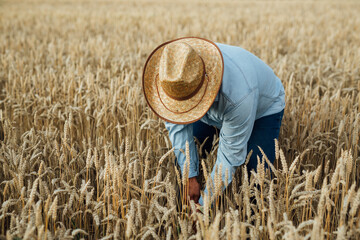 Wall Mural - farmer inspecting wheat root in wheat field