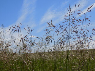 A hot summer day. The sky is high and blue, and the meadow grasses are tending to the sun.