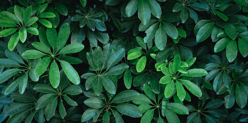 Natural background of green leaves with vintage filter