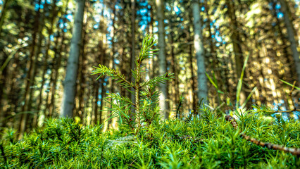 Poster - Wald Blumen Feld Landschaft Erzgebirge Städte Dörfer