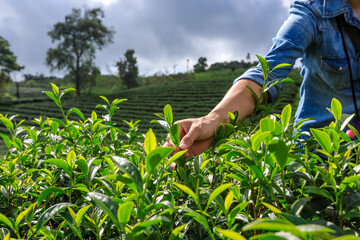 farmer is collecting green tea leaves at doi chiang rai Thailand