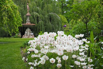 Wall Mural - selective focus shot of beautiful white flowers in halifax public garden on a sunny summer day
