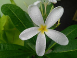 Fototapeta Tulipany - white flower with dew drops
