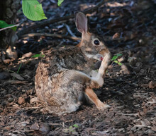 Cute, Furry Little Wild Rabbit With Long Ears In The Woods Sitting And Scratching With His Back Paw.