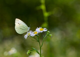 Fototapeta  - white butterfly sits on camomile flowers