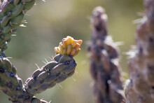 Cane Cholla Cactus Flowering