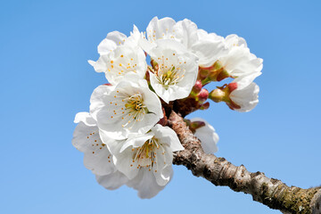 Wall Mural - Flowering fruit tree in Moldova