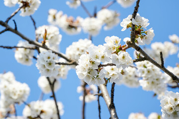 Wall Mural - Flowering fruit tree in Moldova