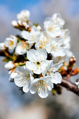 Wall Mural - Flowering fruit tree in Moldova