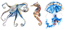 Watercolor Illustration Set With Octopus, Seahorse And Jellyfish.  Underwater Animal On White Background. 