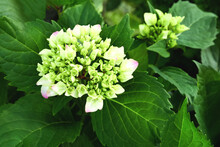 Blooming Hydrangea Flower Close-up On A Background Of Green Foliage. Side View. Postcard.