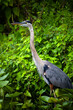Great Blue Heron (Ardea herodias) In Florida, you can find this majestic bird along the edges of lakes, marshes and swamps throughout the everglades.
