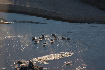 Wall Mural - Canadian Geese at a river