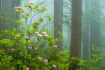 redwood trees and wild rhododendron flowers in the redwood national and state parks (rnsp), located 