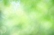 © Fahkamram - Abstract nature light of green leaf in garden using as background cover page