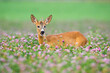 Leinwandbild Motiv Young roe deer, capreolus capreolus, buck standing in clovers during the summer. Immature roebuck grazing in meadow with open mouth. Wild mammal watching in wildflowers with blurred background.