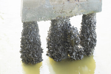 Canvas Print - Oysters perched on stone pillars