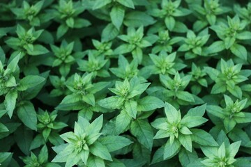 Beautiful green plant in the garden view 