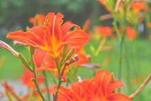 Orange Lily, Fire Lily And Tiger Lily. Latin Name - Lilium Bulbiferum