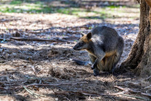 Little Kangaroo - Also Called Wallaby - In The Wilderness Of Victoria Australia During A Sunny And Hot Day In Summer.