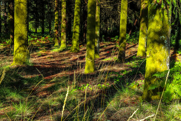 Maravilhosa paisagem de floresta na Europa com pinheiros e samambaias e fleches de luz e sombra. Floresta Portuguesa no interior de Viseu  no verão.