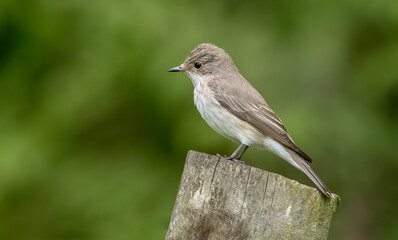 Spotted Flycatcher