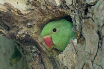 Wall Mural - Ring Necked Parakeet