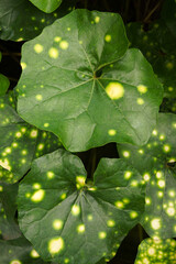 Wall Mural - Vertical closeup of the broad, yellow-spotted green foliage of leopard plant (Farfugium japonicum 'Aureomaculatum', also known as Ligularia tussilaginea 'Aureomaculata')