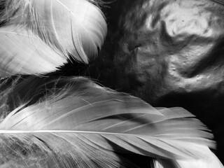 Beautiful abstract white feathers on black background and soft black feather texture on white pattern and light background, gray feather background, grey banners