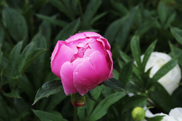 pink peonies flowers in the garden after rain