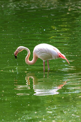 Wall Mural - Pink Flamingo - Phoenicopteriformes stands in the pond water, has its head in the water and hunts for food. Its image is reflected in the water