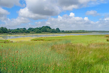 The Vibrant Grasslands Of Brands Bay,Purbeck,Dorset