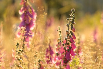 Fotomurales - Purple foxglove in the forest at dawn
