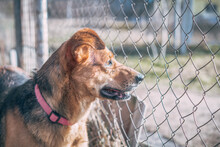 Adult Mixed Breed Dog In Its Kennel Looking Through The Lattice With Hope To Be Adopted