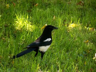 Poster - one magpie on the grass