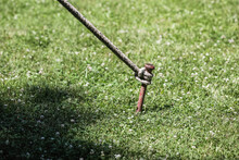 Shallow Depth Of Field (selective Focus) Image With A Rope Holding A Big Tent (not Pictured) Tied To A Heavy Metal Spike Buried In The Ground.