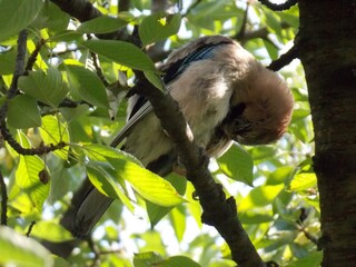 the bird cleans its feathers