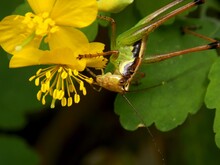The Grasshopper Eats A Yellow Flower