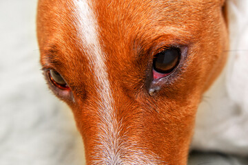 Close up of redness and bump in the eye of a dog. conjunctivitis eyes of dog. Medical and Health care of pet concept.