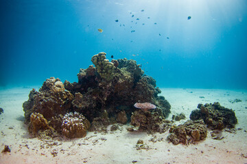 Wonderful and beautiful underwater in deep tropical sea and sun rays. Water texture in ocean with corals and tropical fish.