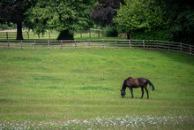 Horse Grazing In A Field