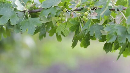 Wall Mural - Branch berry currant in garden closeup