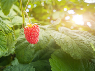 Wall Mural - Ripe red raspberry berry hanging on a branch. Concept of berries harvest, healthy and tasty food, summer. Copyspace.