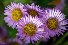 Close Up Of A Purple Aster Flowers