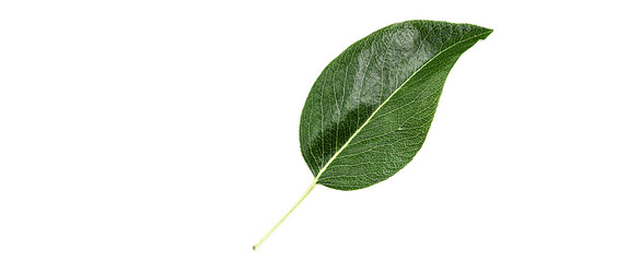 Wall Mural - Close up pear leaf isolated on a white background.